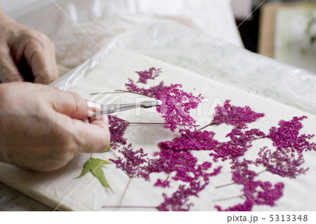 押し花をする 5313348