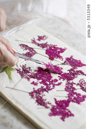 押し花をする 5313349