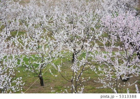 信州もりの杏の花 5313388