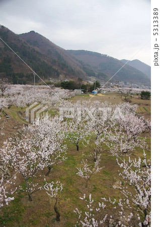 信州もりの杏の花 5313389