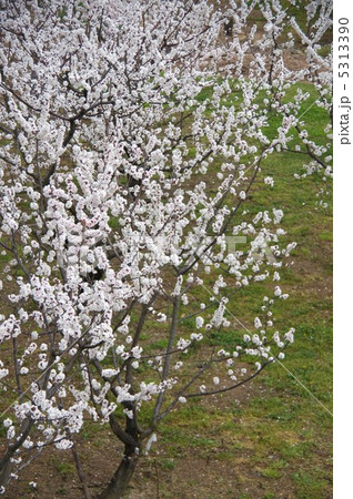 信州もりの杏の花 5313390