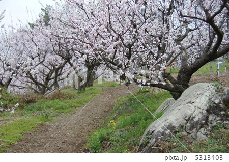 信州もりの杏の花 信州もりの杏の花 5313403
