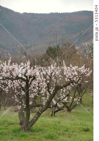 信州もりの杏の花 5313404
