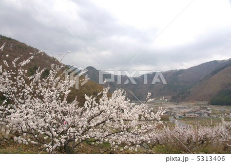 信州もりの杏の花 5313406