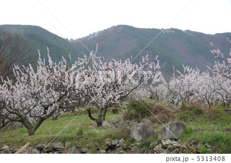 信州もりの杏の花 5313408