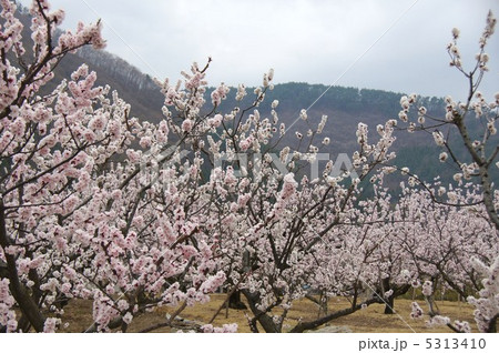 信州もりの杏の花 5313410