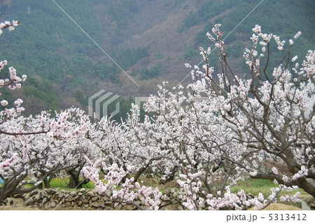 信州もりの杏の花 5313412