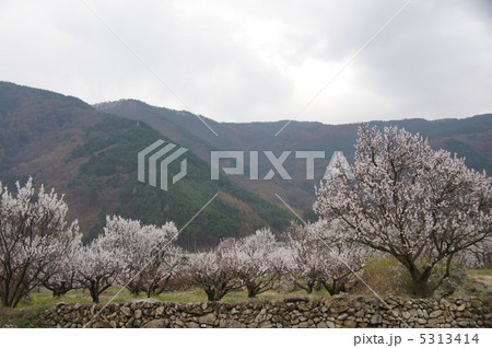 信州もりの杏の花 5313414