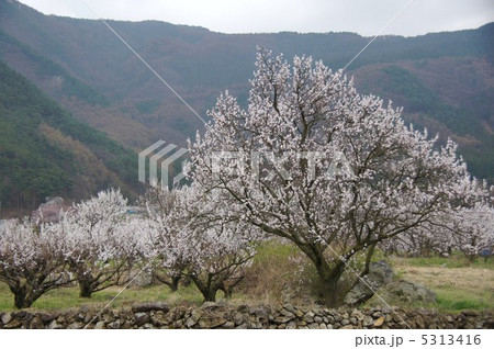 信州もりの杏の花 5313416
