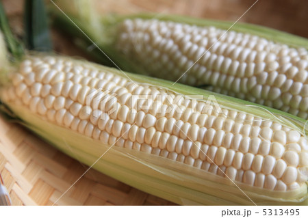 ピュアホワイト 5313495