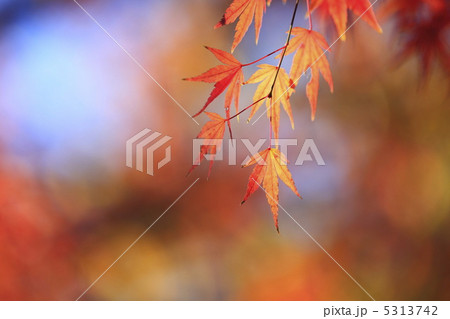 秋のイメージ 彩りもみじ 秋のイメージ 彩りもみじ 5313742