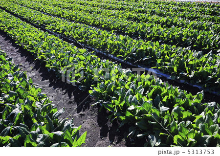 野菜畑　ほうれん草 5313753