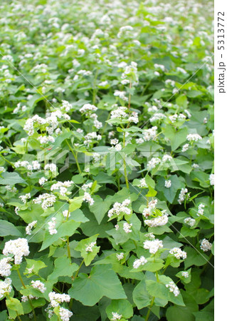 北海道の蕎麦畑の蕎麦の花 5313772