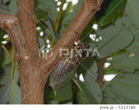 クマゼミ (横から) クマゼミ (横から) 5313786
