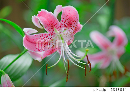 鹿の子百合・ピンク 5313814