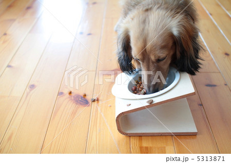 ご飯を食べるミニチュアダックス　シェーテッドレッド 5313871