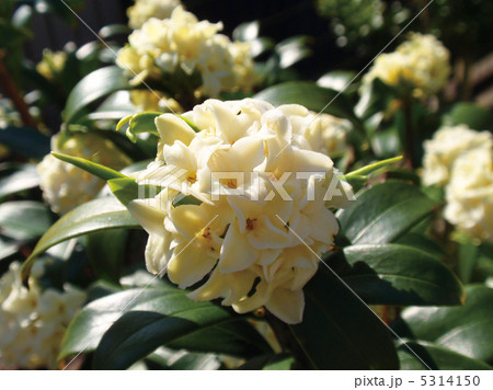 沈丁花 沈丁花 5314150