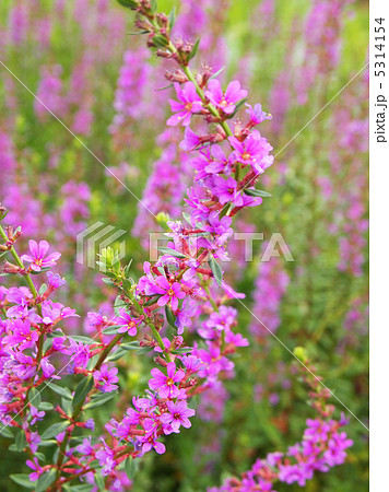 ミソハギ 5314154