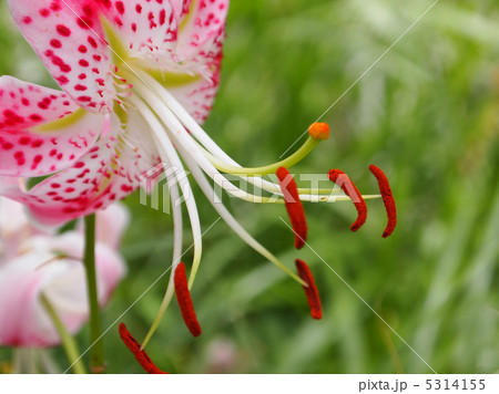 カノコユリ 5314155