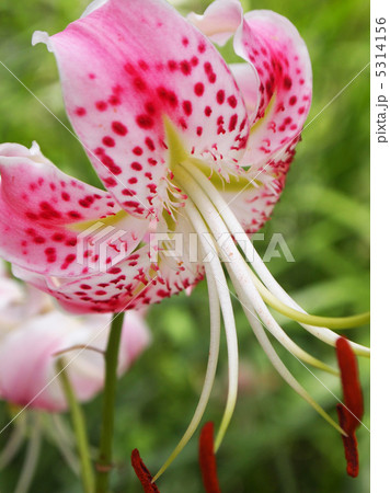 カノコユリ 5314156