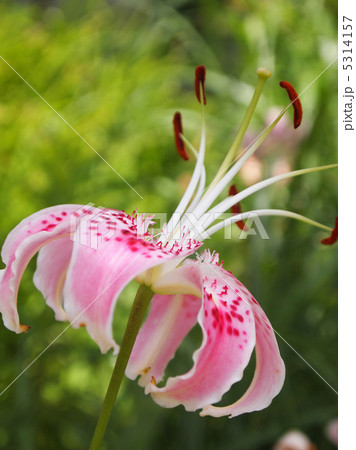 カノコユリ 5314157