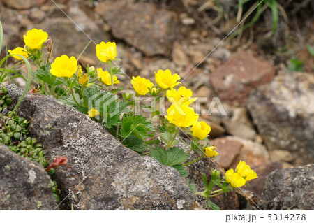ミヤマキンバイの花 5314278