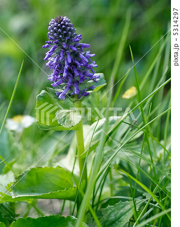 ウルップソウ 5314297