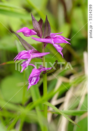 ハクサンチドリ 5314299
