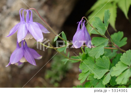 ミヤマオダマキの花 5314301