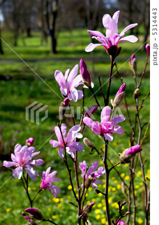 Blooming magnolia 5314443