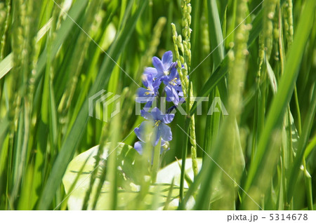 田んぼの中の紫の花の写真素材