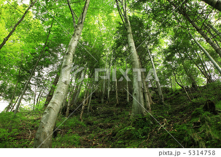 Trees in the forest. Trees in the forest. 5314758