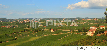 View on vineyards in northern Italy. 5314796