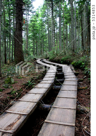 尾瀬国立公園　三平峠 5314853