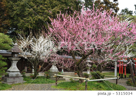 京都　梅宮大社の春 5315034