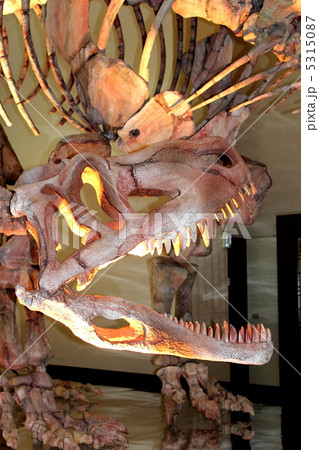 恐竜骨格 5315087