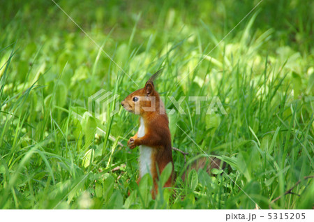 Squirrel 5315205