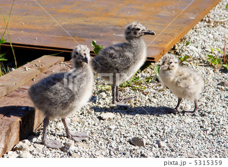 Nestlings of the seagull 5315359