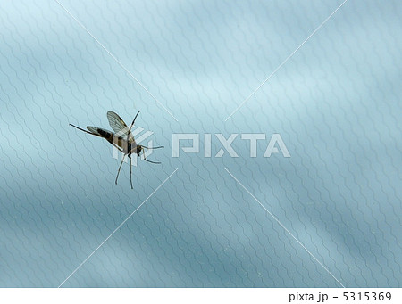 Mosquito Mosquito 5315369