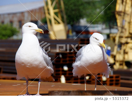 Two seagulls Two seagulls 5315372
