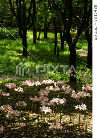 8月　ナツズイセン・ヒガンバナ科46 5315489