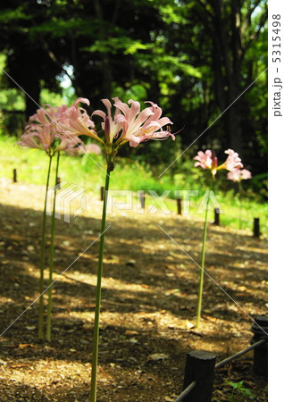 8月　ナツズイセン・ヒガンバナ科37 5315498