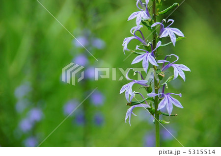 8月 サワギキョウ・キキョウ科03 8月 サワギキョウ・キキョウ科03 5315514