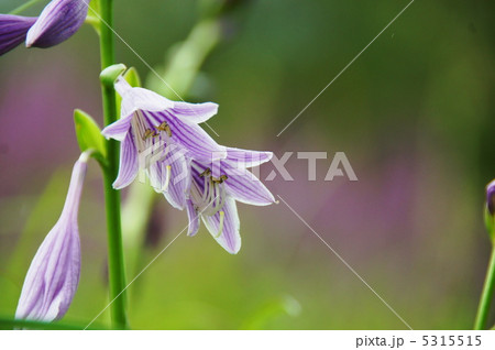 8月　コバギボウシ・ユリ科18 5315515