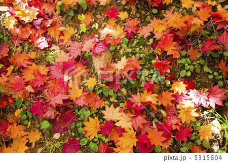 落ち葉 5315604