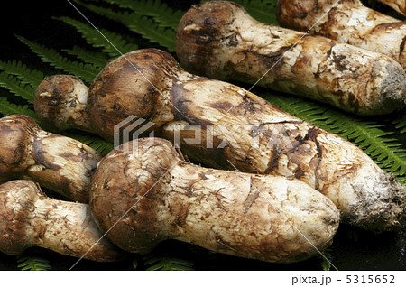 松茸 松茸 5315652