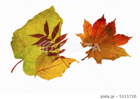 秋イメージ 秋イメージ 5315730
