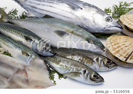 鮮魚 5316056