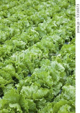 レタス畑 レタス畑 5316073
