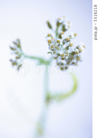 ノコギリソウ 5316218